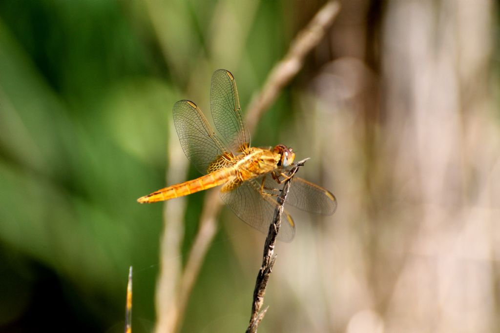 Crocothemis erythraea: maschi immaturi e femmine